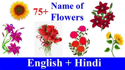 Flowers name in english and hindi. Flowers Name in English & Hindi | फूलों के नाम हिंदी और ...