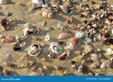Scattered Shells On Sand Royalty Free Stock Photo Image 32199785