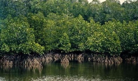 Mangrove Ecosystem Insightsias