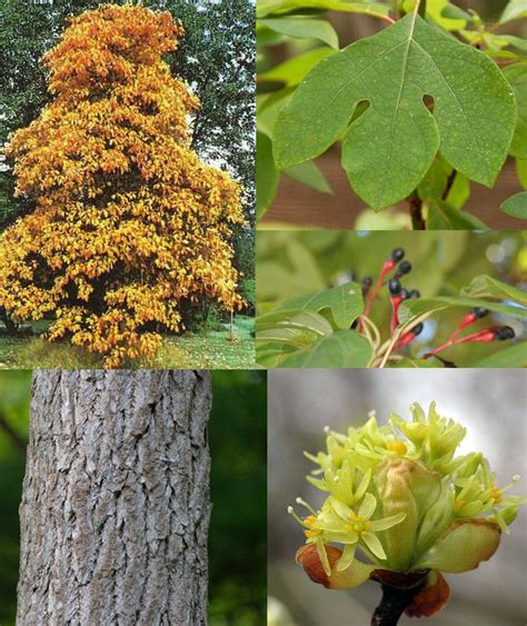 White flowering dogwood tree identification common lawn grass weed identification chart pennsylvania trees identification plant weed tree identification chart michigan tree leaf identification yellow birch tree identification maple tree types identification northeast tree. Pennsylvania Tree Identification Flashcards by | Sassafras ...