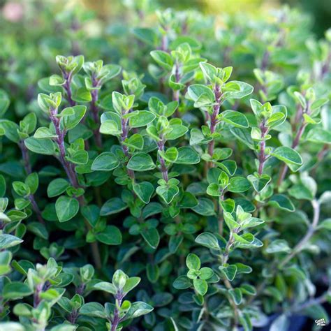 Oregano Italian — Green Acres Nursery And Supply