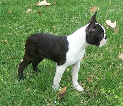 Large dog breed puppies grow and mature much more slowly than small and toy dog breeds. Full-Grown Miniature Boston Terrier Puppies Here is why I ...