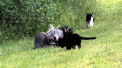 They eat many fruits, vegetables, bugs, little rodents, reptiles, amphibians, eggs, birds if they can catch them, carrion, human food in the garbage, and cat food and dog food that is serv. Skunks, cats, and a raccoon eating together - YouTube