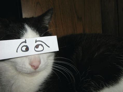 5 Pictures Of Cats With Funny Goofy Eyes