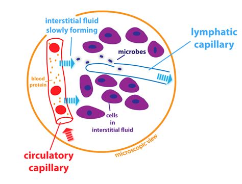 What Is The Difference Between Blood Interstitial Fluid And Lymph