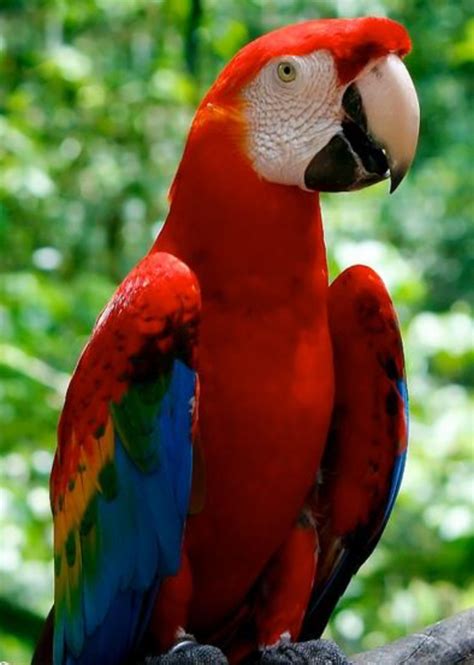 Macaw software is an enterprise grade platform for large scale microservices applications architectures leveraging containers, devops, microservices and micro analytics. Feds Set to List Scarlet Macaw as Endangered