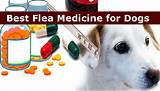Best Flea Medication For Dogs Images