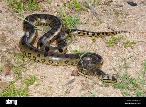 Anaconda Eunectes Murinus Stock Photo Alamy