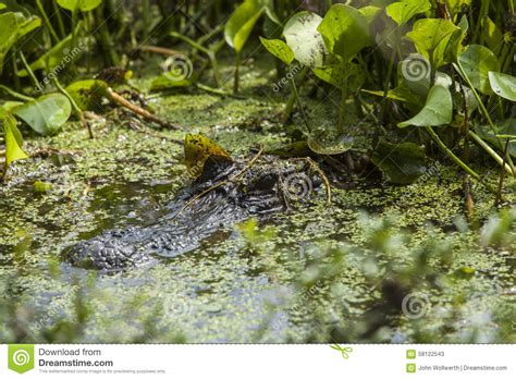 American Alligator In Natural Habitat Stock Image Image Of Lake