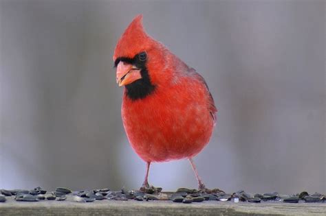 Ohio State Bird Northern Cardinal Cardinalis Cardinalis Wild