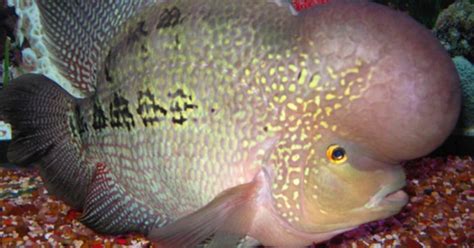 Benjolan tersebut membuat ikan louhan menjadi ikan primadona bagi para pecinta ikan hias air tawar. JENIS IKAN LOUHAN LOKAL - Jenis Tanaman Hidroponik