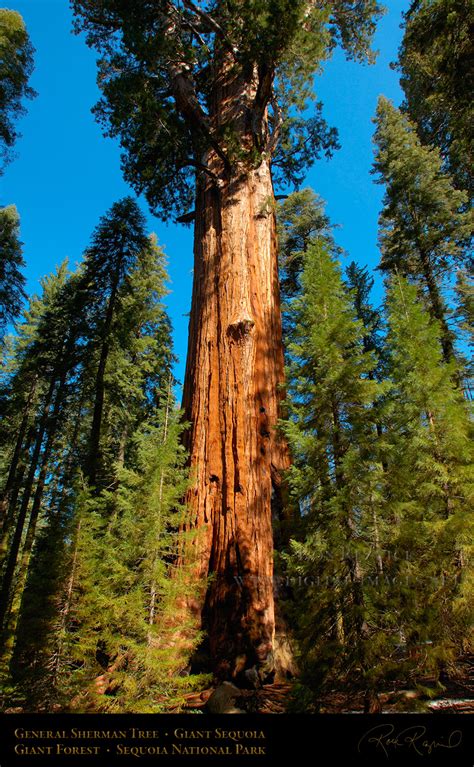 Interesting Things Do You Know Worlds Biggest Tree