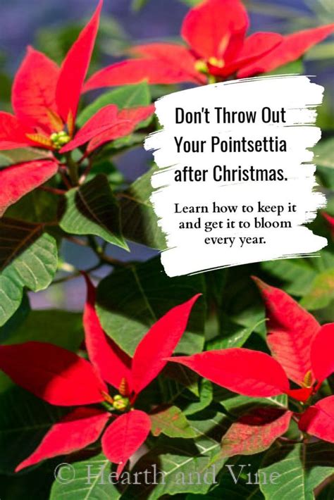 How To Care For A Poinsettia After Christmas Rufina Higginbotham