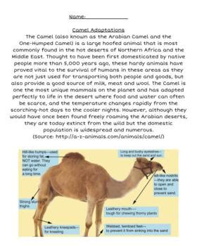 Camel Adaptation by Learning With Mrs Rivera | Teachers Pay Teachers
