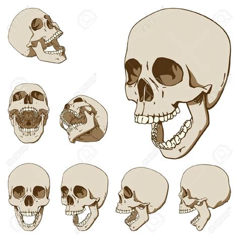 Animal Skull Stock Vector Illustration And Royalty Free Animal Skull