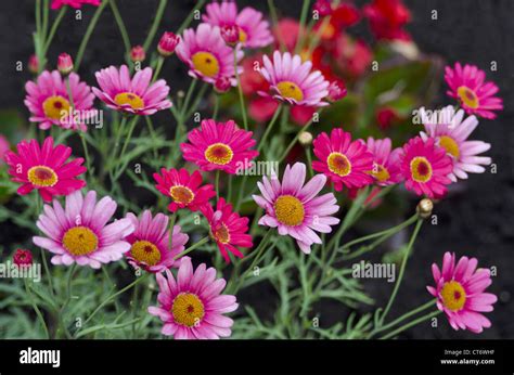 Bunch Of Colorful Delilah Flowers Switzerland Stock Photo Alamy