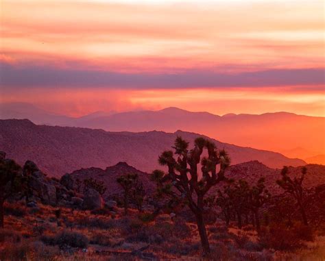 Mostly The Mojave Joshua Tree National Park National Parks Sunset