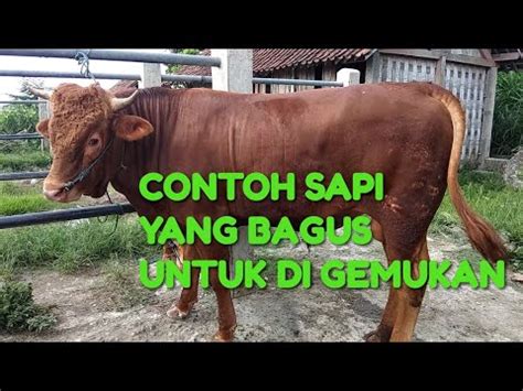 Cara Memilih Sapi Bakalan Limosin Yang Sangat Tepat Untuk Di Gemukan