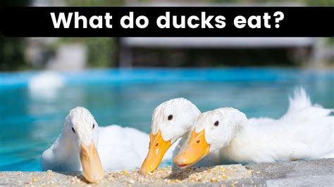What Do Ducks Eat What Do Ducks Eat In The Wild What Do Ducks Eat