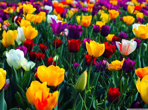Colorful Flower Hd Wallpapers Wallpaper Cave