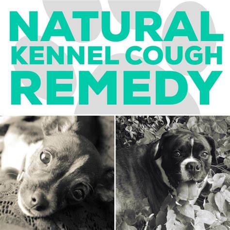Natural Kennel Cough Remedy Dog Cough Remedies Dog Coughing Cough