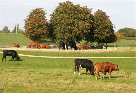 Cattle Grazing The Parks Trust