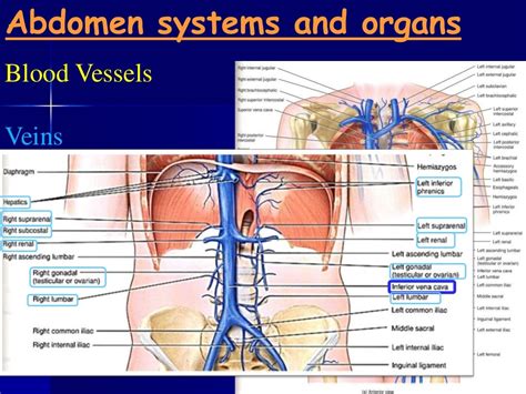 Abdomen And Pelvis Anatomy