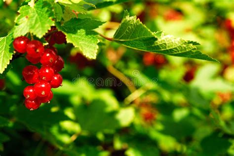 Red Currant Ribes Rubrum Stock Image Image Of Detail 10485039