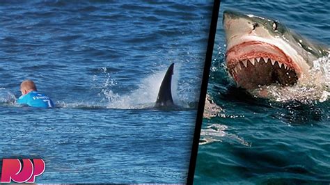 Horrific Shark Attack On Live Television Video Youtube