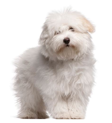 Coton De Tulear Dog Breed Characteristics History Appearance