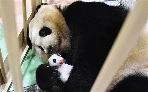 See The Adorable Twin Baby Pandas Just Born In A French Zoo Panda