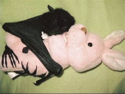 Bats Baby Bat Hugging Plush Bunny Cute Bat Baby Bats Cute Animals