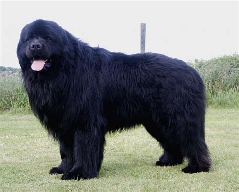 Terranova Razas De Perros Grandes Newfoundland Puppies Big Dog