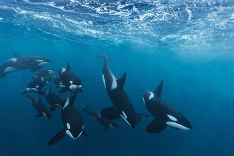 How Orcas Work Together To Whip Up A Meal