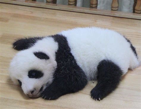 Cute Sleeping Baby Panda Rmakemesmile