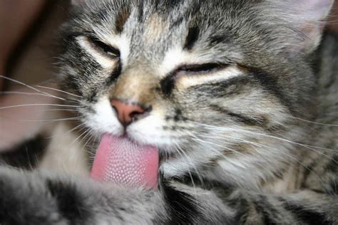 Few cats enjoy being bathed; Should You Bathe Your Cat? - Cole & Marmalade