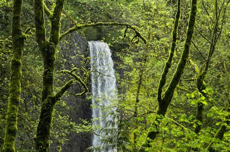 Latourell Falls Behind Trees Foliage Columbia River Gorge National