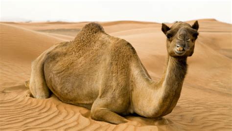 The largest living camel species, the bactrian camel has a length of. Interesting facts about camels - Herbeat