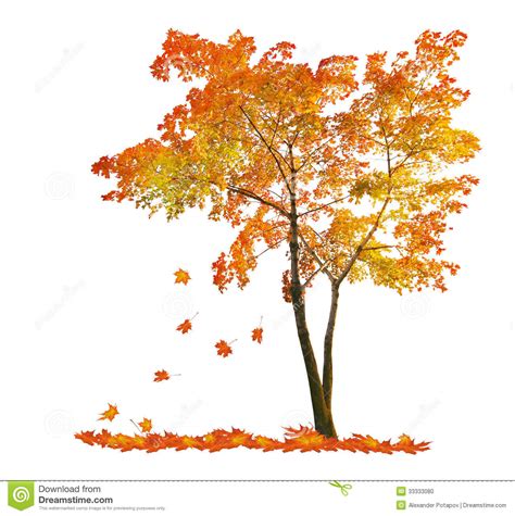 Red Autumn Maple Tree With Falling Leaves Stock Photo Image Of
