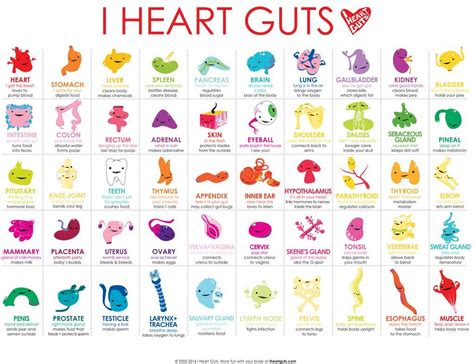 Body Bits Laminated 85 X 11 Placemat Or Mini Poster Body Kids