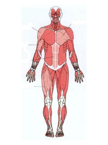 The muscles in your body are extremely important in every movement you make, conscious or not. Label the muscles by damo3132 - Teaching Resources - Tes