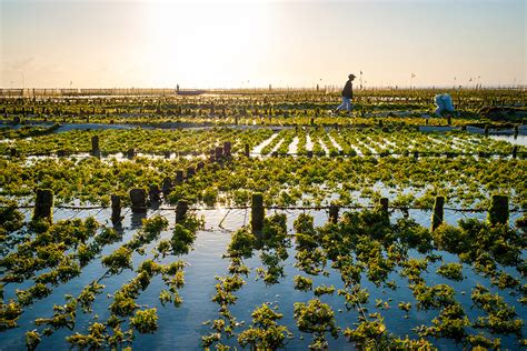 Algae Farm Field In Indonesia Rsb