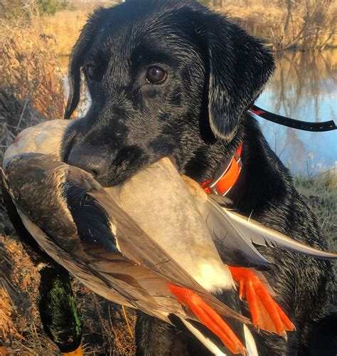 The Benefits And Necessity Of Duck Hunting Dogs Powerhousemediaservice