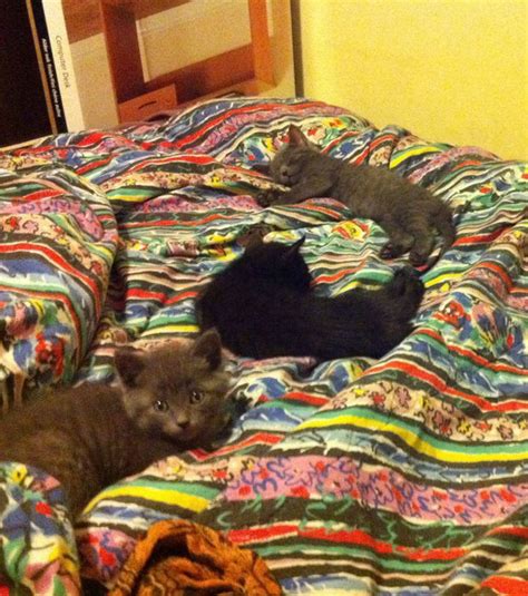 Die gesamte wohnung sollte gründlichst gereinigt werden. 10 Hunde und Katzen, die lieber im Bett ihres Herrchens ...