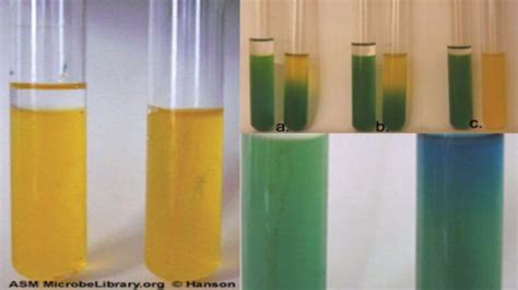 of oxidation fermentation test principle purpose procedure