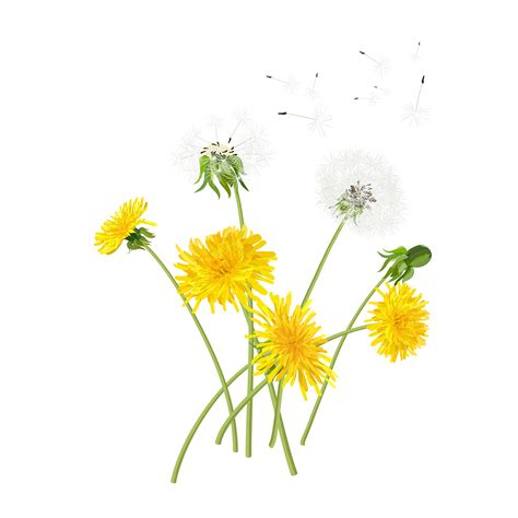 Dandelion Vector Graphics On Behance