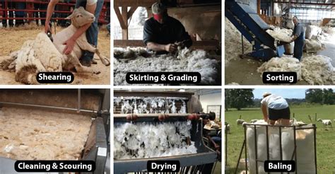 Wool Fibre Manufacturing Process Of Wool Fibre Part 02 Textile