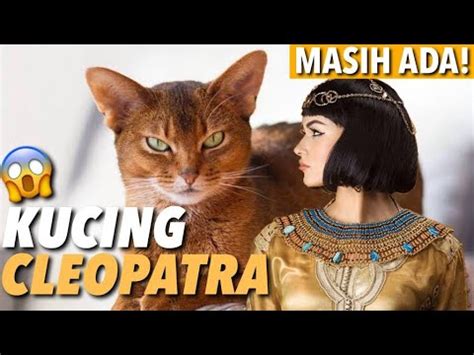 kucing cleopatra