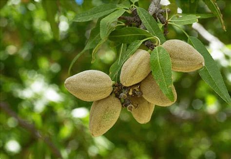 How Do Almonds Grow Acretrader