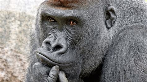These Fascinating Gorillas Make World Gorilla Day Worth Celebrating
